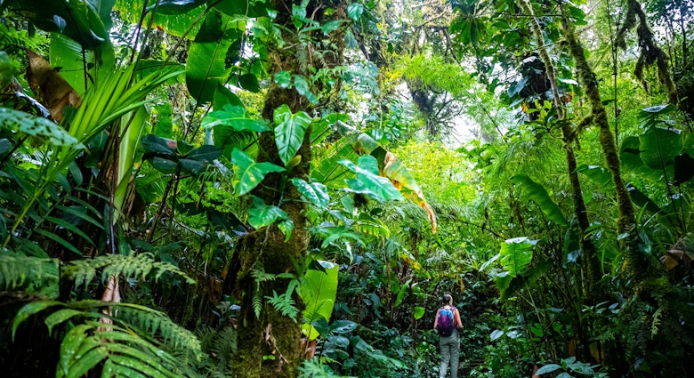 backpacker girl walks through dense jungle in monteverde cloud forest, Costa Rica; walk through fairy tale, magical tropical rainforest; wild nature of Costa Rica License Type: media Download Time: 2023-04-05T01:05:15.000Z User: mvm_lonelyplanet Is Editorial: No purchase_order: