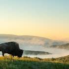 Bison Walks Toward The Foggy Yellowstone River in Summer, License Type: media, Download Time: 2025-03-05T19:09:46.000Z, User: Sarahstocking, Editorial: false, purchase_order: 65050 - Digital Destinations and Articles, job: Digital, client: Summer camps, other: Sarah Stocking